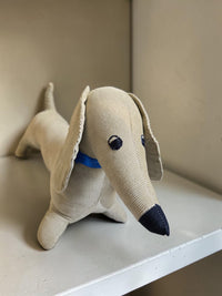 Scout — Remnant Dachshund