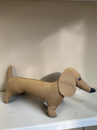 Scout — Remnant Dachshund